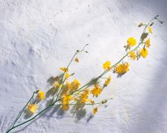 Tapeta Nature Flowers 103.jpg